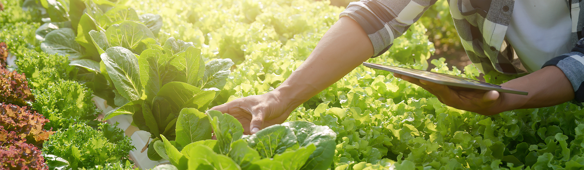 Xinghua Jiahe Foods Co., Ltd.